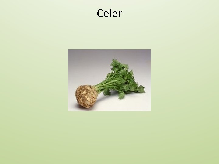 Celer 