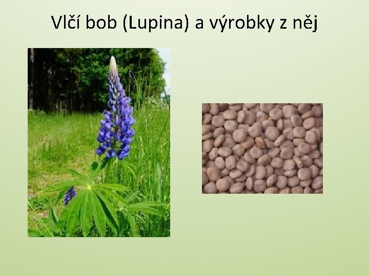Vlčí bob (Lupina) a výrobky z něj 