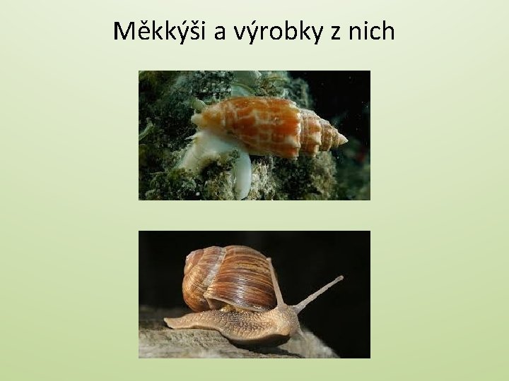 Měkkýši a výrobky z nich 