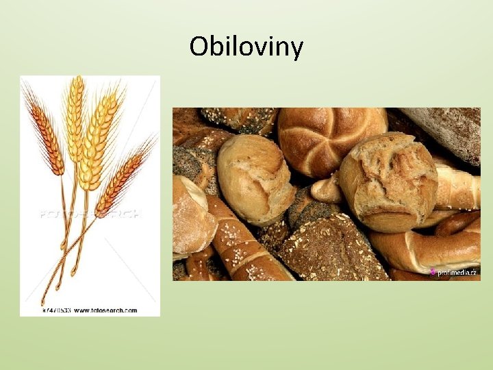 Obiloviny • 