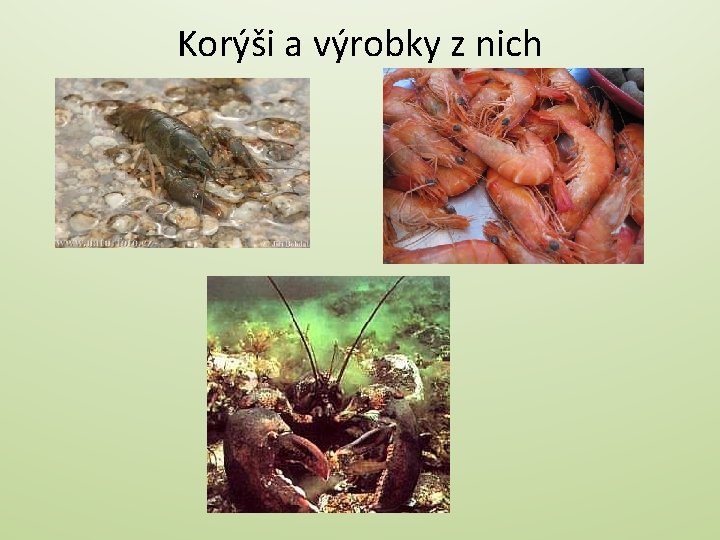 Korýši a výrobky z nich 