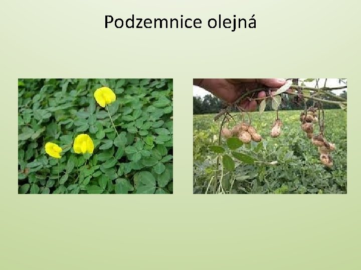 Podzemnice olejná 