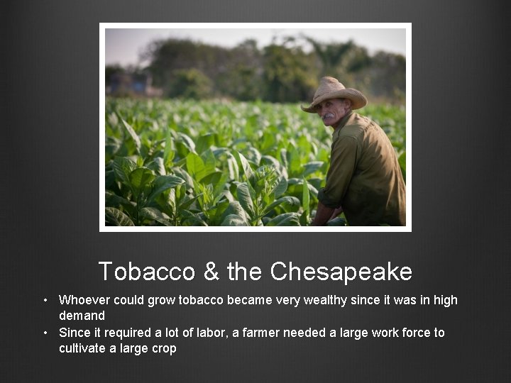 Tobacco & the Chesapeake • Whoever could grow tobacco became very wealthy since it