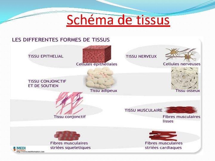 Schéma de tissus 