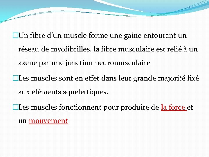 �Un fibre d’un muscle forme une gaine entourant un réseau de myofibrilles, la fibre