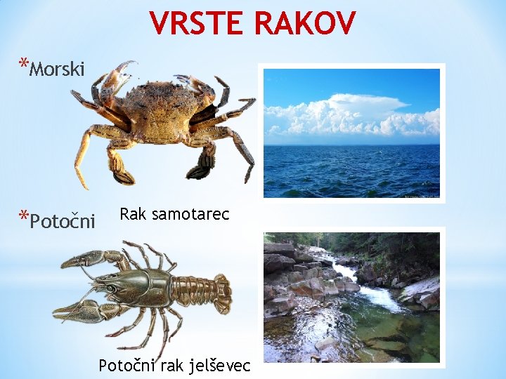 VRSTE RAKOV *Morski *Potočni Rak samotarec Potočni rak jelševec 