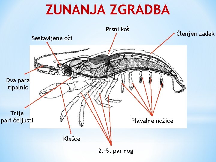 ZUNANJA ZGRADBA Prsni koš Členjen zadek Sestavljene oči Dva para tipalnic Trije pari čeljusti