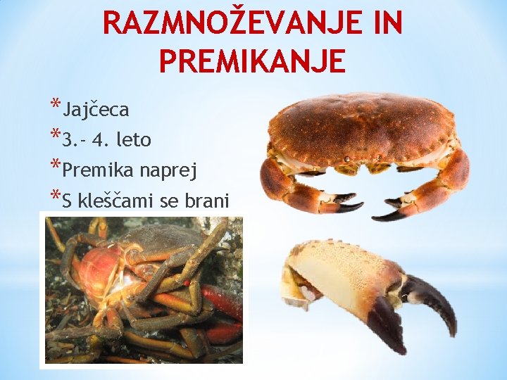 RAZMNOŽEVANJE IN PREMIKANJE *Jajčeca *3. - 4. leto *Premika naprej *S kleščami se brani