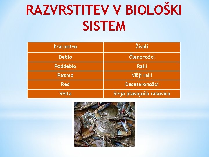 RAZVRSTITEV V BIOLOŠKI SISTEM Kraljestvo Živali Deblo Členonožci Poddeblo Raki Razred Višji raki Red