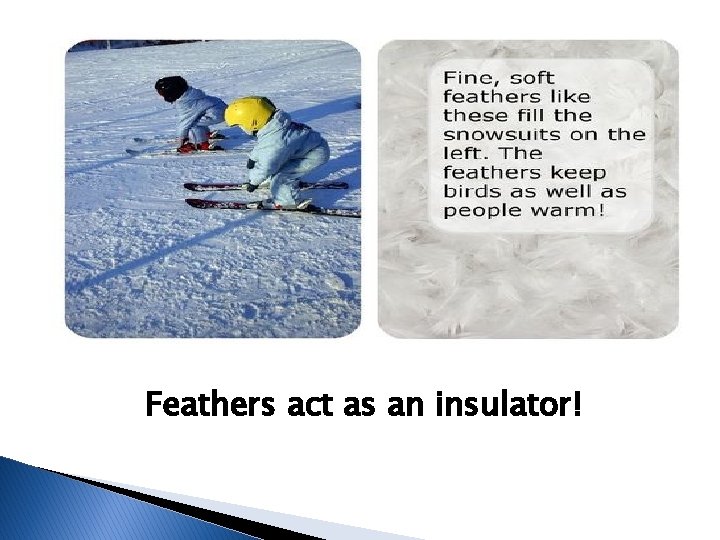 Feathers act as an insulator! Feathers act as an insulator!
