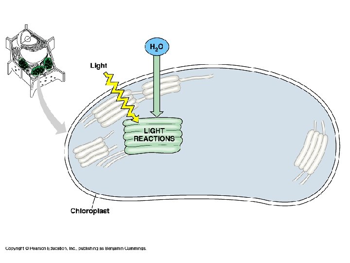 Chapter 10 notes Photosynthesis Photosynthesis In Nature All