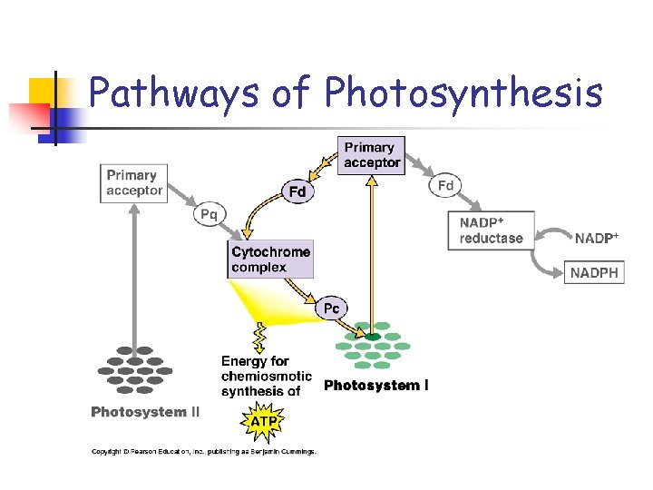 Chapter 10 notes Photosynthesis Photosynthesis In Nature All