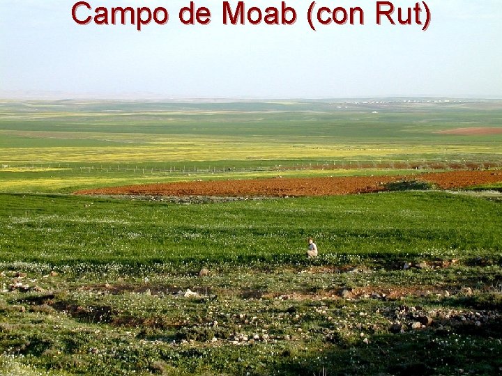 Campo de Moab (con Rut) 