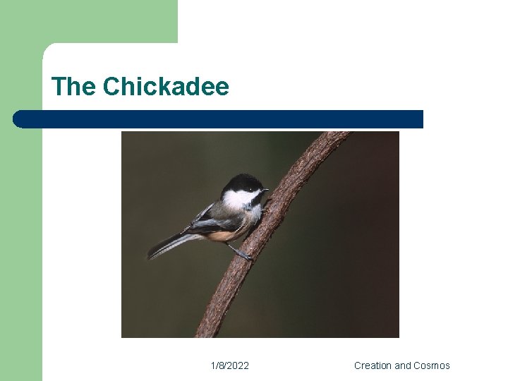 The Chickadee 1/8/2022 Creation and Cosmos 
