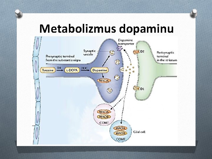 Metabolizmus dopaminu 