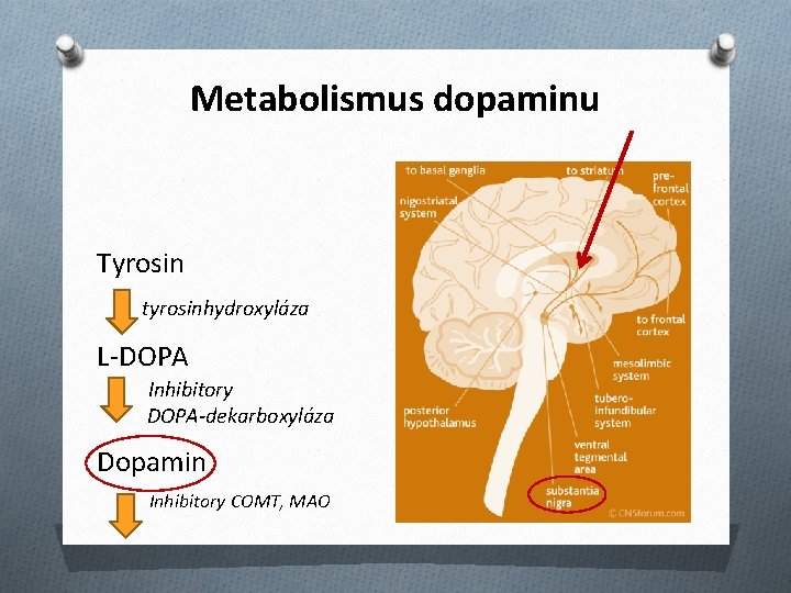 Metabolismus dopaminu Tyrosin tyrosinhydroxyláza L-DOPA Inhibitory DOPA-dekarboxyláza Dopamin Inhibitory COMT, MAO 