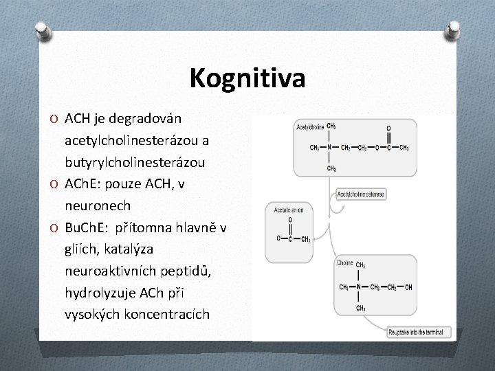 Kognitiva O ACH je degradován acetylcholinesterázou a butyrylcholinesterázou O ACh. E: pouze ACH, v