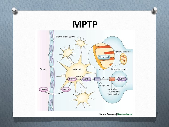 MPTP 