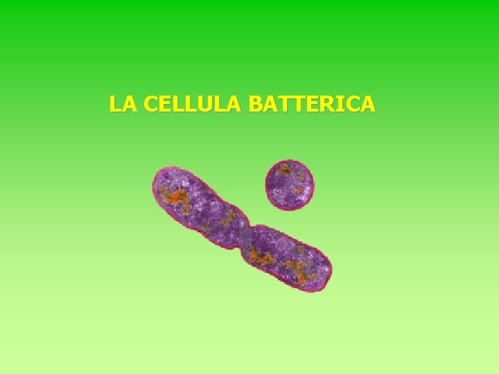 LA CELLULA BATTERICA 