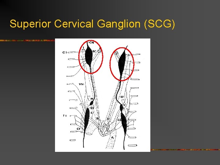 Superior Cervical Ganglion (SCG) 