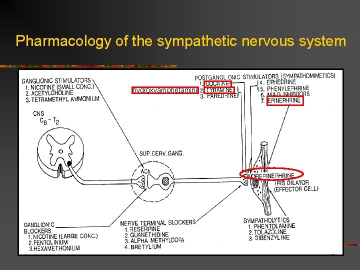 Pharmacology of the sympathetic nervous system hydroxyamphetamine 