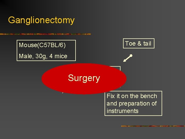 Ganglionectomy Toe & tail Mouse(C 57 BL/6) Male, 30 g, 4 mice Anesthesia Surgery