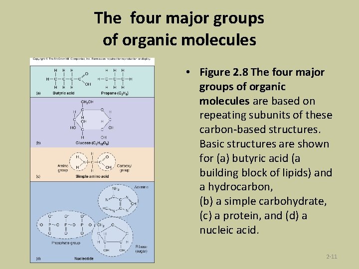 The four major groups of organic molecules • Figure 2. 8 The four major