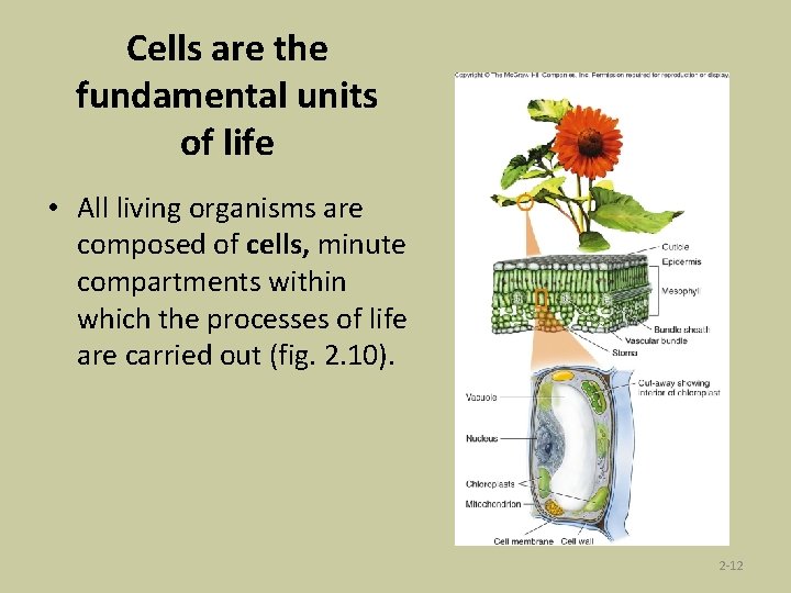 Cells are the fundamental units of life • All living organisms are composed of