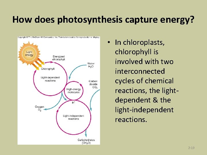 How does photosynthesis capture energy? • In chloroplasts, chlorophyll is involved with two interconnected