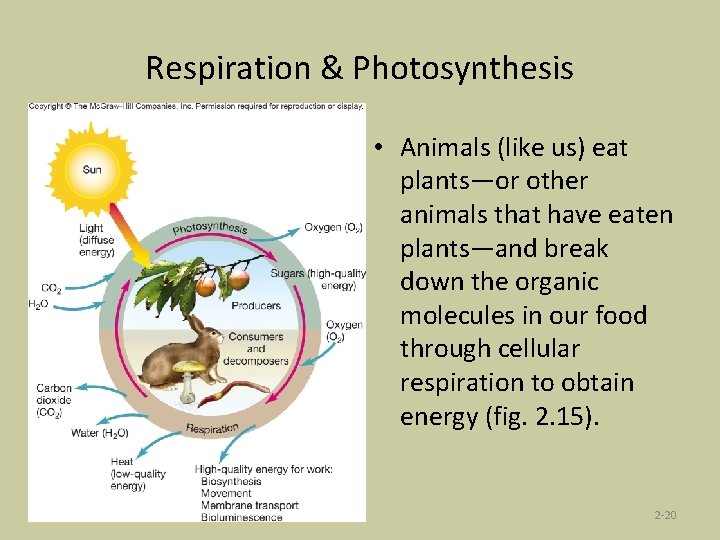 Respiration & Photosynthesis • Animals (like us) eat plants—or other animals that have eaten