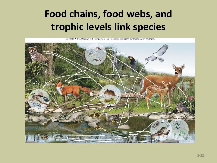 Food chains, food webs, and trophic levels link species 2 -22 