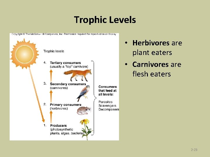 Trophic Levels • Herbivores are plant eaters • Carnivores are flesh eaters 2 -23