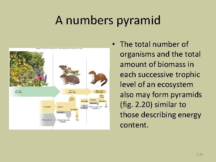 A numbers pyramid • The total number of organisms and the total amount of