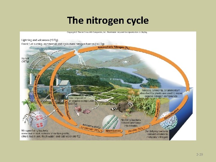 The nitrogen cycle 2 -29 