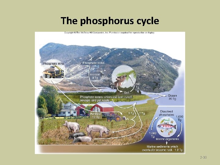 The phosphorus cycle 2 -30 