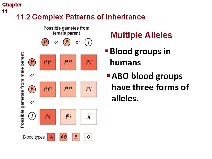 Chapter 11 Complex Inheritance and Human Heredity 11. 2 Complex Patterns of Inheritance Multiple