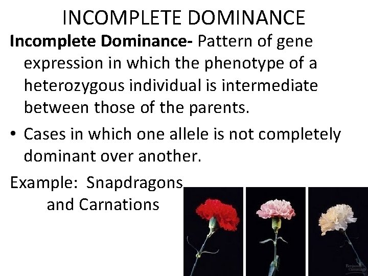 INCOMPLETE DOMINANCE Incomplete Dominance- Pattern of gene expression in which the phenotype of a