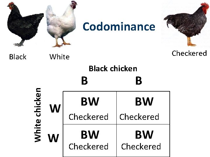 Codominance Checkered White chicken Black B W W Black chicken BW Checkered B BW