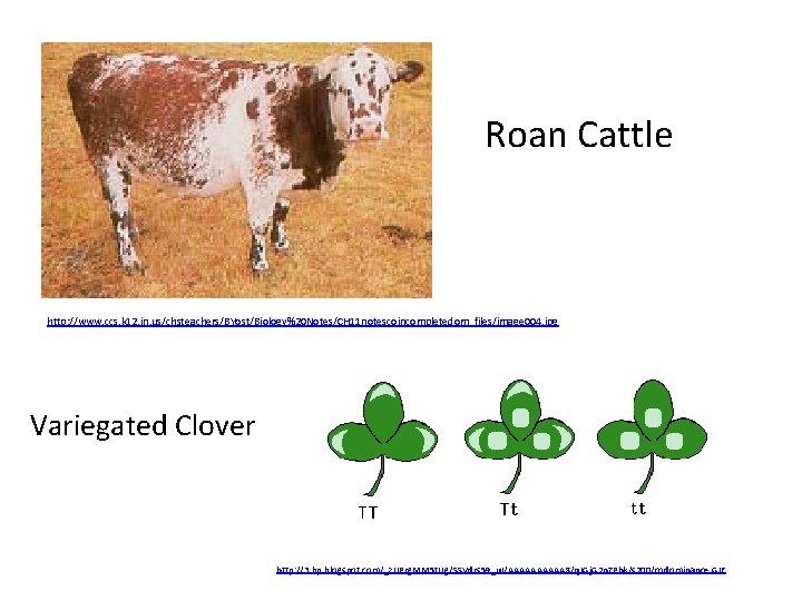 Roan Cattle http: //www. ccs. k 12. in. us/chsteachers/BYost/Biology%20 Notes/CH 11 notescoincompletedom_files/image 004. jpg