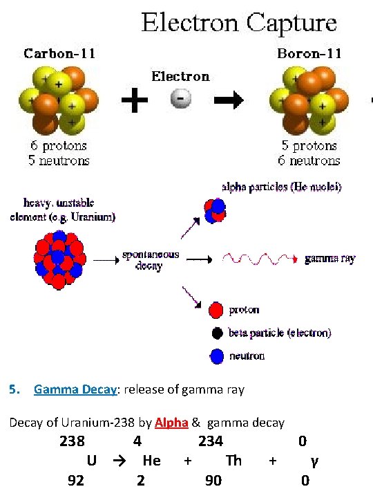 3. Positron Decay (β+): emission of a positive electron Decay of Sodium-22 by positron