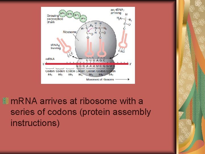 m. RNA arrives at ribosome with a series of codons (protein assembly instructions) 
