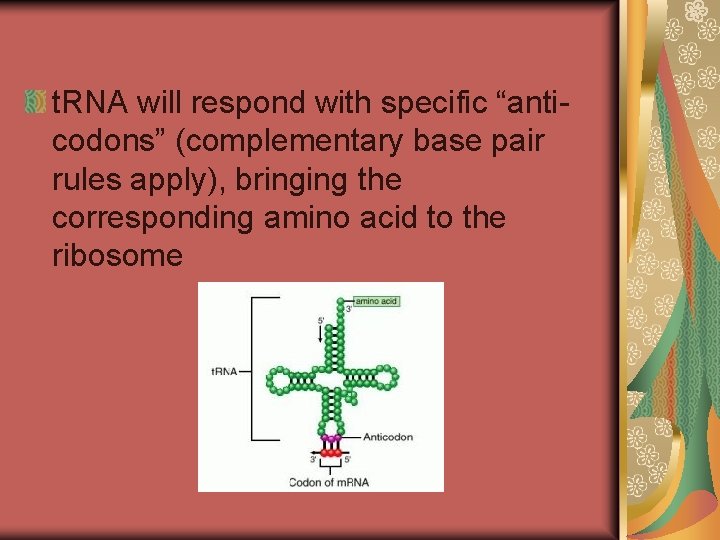 t. RNA will respond with specific “anticodons” (complementary base pair rules apply), bringing the