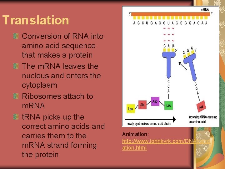 Translation Conversion of RNA into amino acid sequence that makes a protein The m.