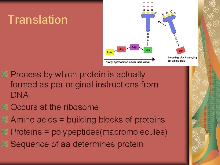 Translation Process by which protein is actually formed as per original instructions from DNA
