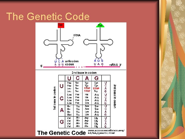 The Genetic Code 