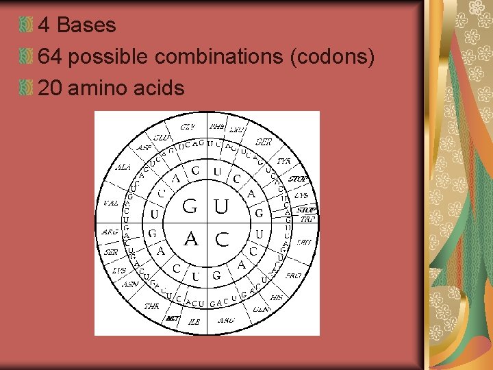 4 Bases 64 possible combinations (codons) 20 amino acids 