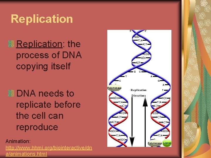 Replication: the process of DNA copying itself DNA needs to replicate before the cell
