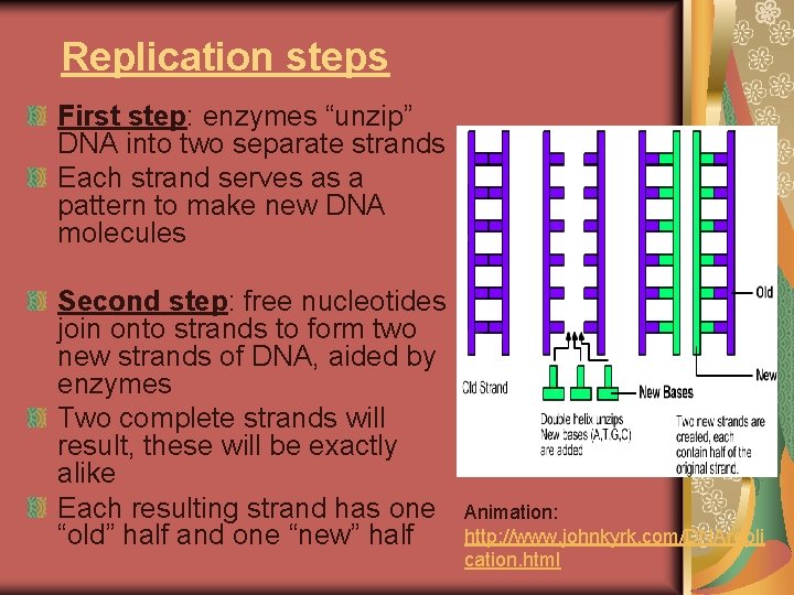 Replication steps First step: enzymes “unzip” DNA into two separate strands Each strand serves