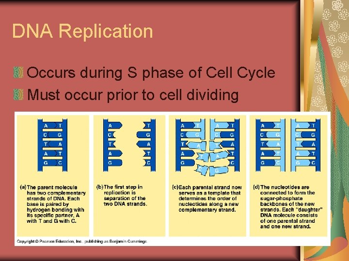 DNA Replication Occurs during S phase of Cell Cycle Must occur prior to cell