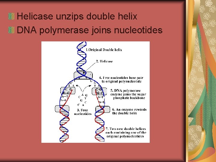 Helicase unzips double helix DNA polymerase joins nucleotides 